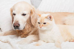 幼小的金毛猎犬和可爱的混合品种红猫在舒适舒适的格子。 动物在寒冷的冬季用白色毛毯取暖. 宠物的友谊 宠物护理概念.