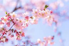 迷人的粉色樱花在蓝天的樱花树上绽放。美丽的春天树.