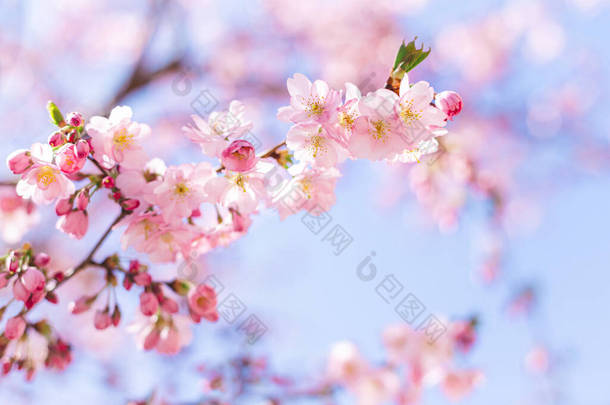 迷人的<strong>粉</strong>色<strong>樱花</strong>在蓝天的<strong>樱花</strong>树上绽放。美丽的春天树.