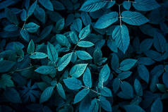 叶背呈深蓝色.在阴影中播种。设计所需的复制空间