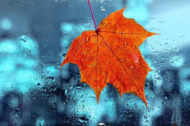 秋天背景。雨滴和枫叶落在潮湿的窗玻璃上, 秋天的颜色是红色的橙色和黄色。模糊的抽象纹理背景.