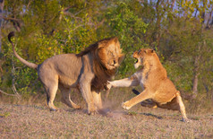 狮子 (猫科狮子座) 和战斗的母狮