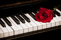 钢琴键盘和玫瑰