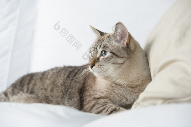 可爱虎斑猫在家里躺在沙发上和<strong>放宽</strong>