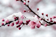 Blooming sakura branch under snow - 3