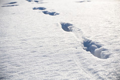 动物脚印在雪上