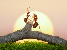 两只蚂蚁日落大道