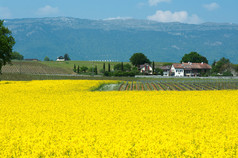 瑞士的农场和牧场