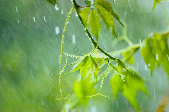 爬山虎在雨、 温柔散景、 大特写