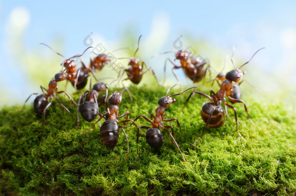 蚂蚁，猎人的舞蹈团队