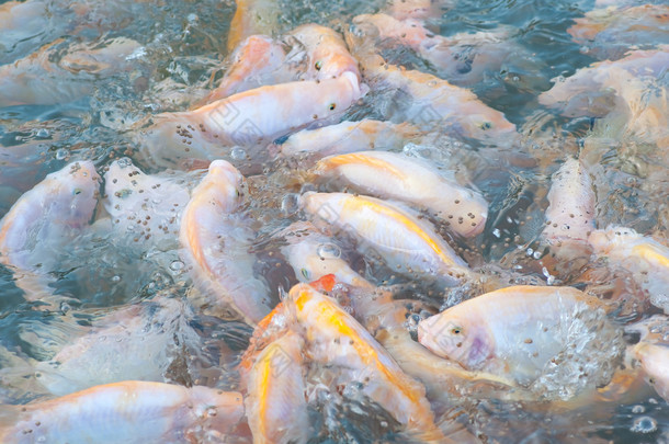 尼罗罗非鱼养殖场