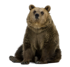 女性棕色的熊，8 岁，坐在白色背景下