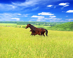 马骑在青草上
