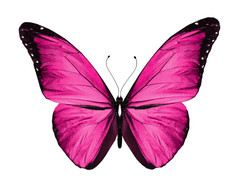 粉色蝴蝶，孤立在白色