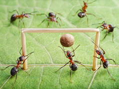 目标，蚂蚁踢足球
