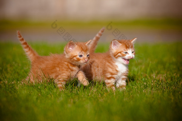 户外<strong>喵喵</strong>的两个红色虎斑小猫