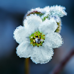 冷冻白花