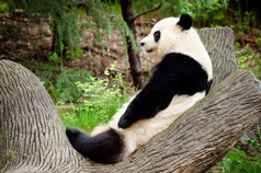 大熊猫在日志上休息