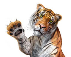 老虎接近、 达到、 面临查看器中，用右手向上和 cl