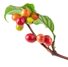 红色咖啡豆咖啡树的树枝上