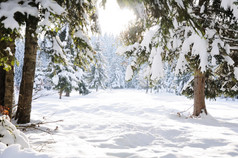 冬季美景树和雪