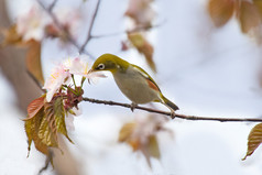 绿绣眼鸟喝花蜜