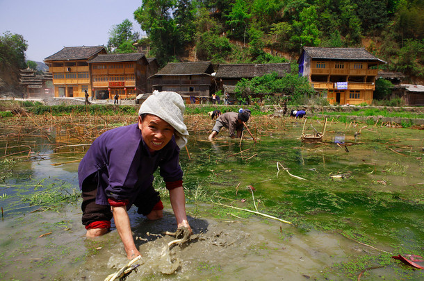中国的女人站在<strong>稻田</strong>里膝盖深的水。水田。贵州省、 中国、 董族裔女性在<strong>稻田</strong>附近李肇星董村，西南中国，2010 年 4 月 8 日.