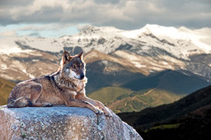 伊比利亚狼躺在岩石上雪山上