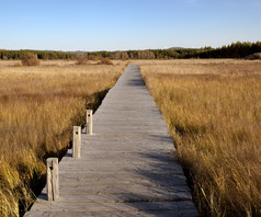 在蓝色的天空，在秋天湿地的木制人行桥