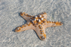 单一的橙色海星躺在白色的沙滩上