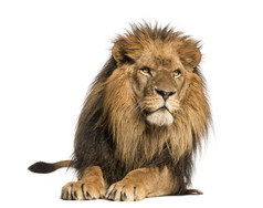 前视图的躺着，一只狮子猫科狮子座，10 岁，孤立