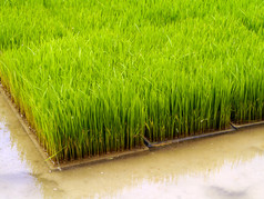 用机器种植水稻幼苗.
