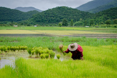 水稻种子，农民撤出幼苗