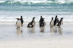企鹅-麦哲伦和巴布亚企鹅在海滩上