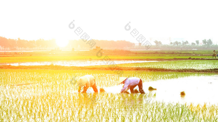 农民在田里种植水稻