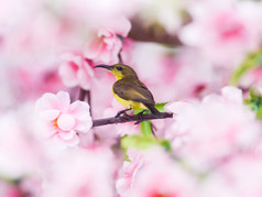 太阳神鸟 .