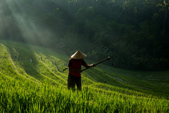 一位农民在稻田里工作