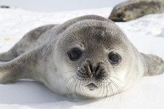 威德尔海豹幼崽的南极半岛 1 在冰上