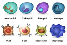 白血细胞概述
