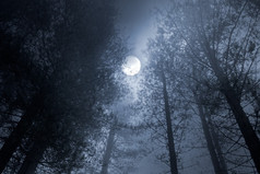 森林满月
