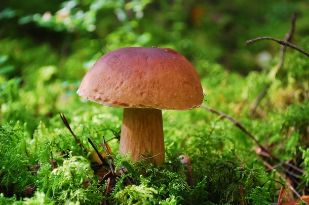 Cep <strong>蘑菇生长</strong>在欧洲森林
