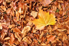 秋天秋天公园地面，多彩枫叶上橙色山毛榉叶.