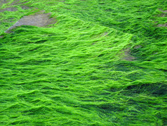 许多藻类绿色
