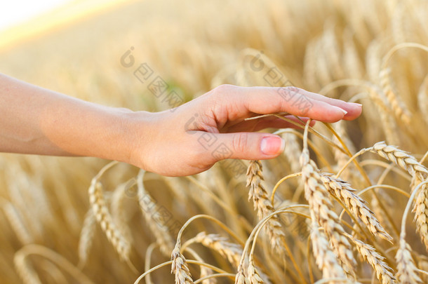 女人的手摸小麦