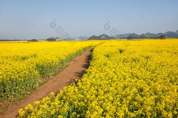 <strong>罗平油菜花</strong>上一小片花草八字