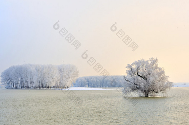 多瑙河流域和霜树