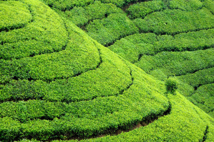 茶种植园高地图片-包图网企业站