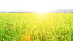 金黄色的稻田和天空