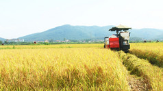 农民由机器收割水稻