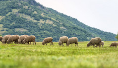 一群羊躺在绿草上